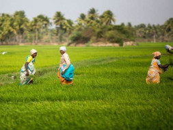 Collective farming