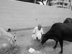 Animal Care in Vrindavan
