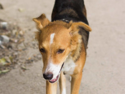 Send Bindi Safely To Chicago!