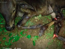Help Calf Accidental Case - CARE, Bellary