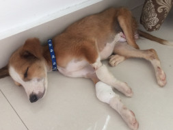 Puppy Glitter Needs Your Help