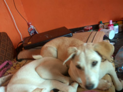 Help me feed Rescued Stray Puppies