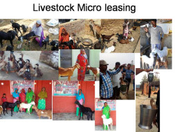 Lend a livestock - Empower an woman
