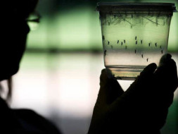 Initiatives against Dengu fever
