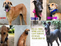 Simba, Cherry and Brownie all need your help!