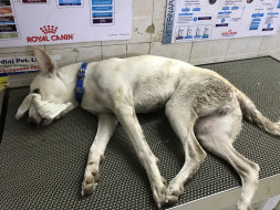 Whitey Needs Our Support For Surgery