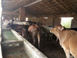 Help For Gau Seva