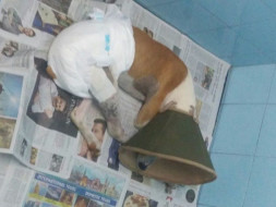 Help Rescue Dog Snoopy Get Back On His Feet After A Terrible Accident