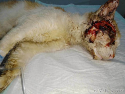 Ethan The Cat, Was Found With A Terrible Eye Injury And Needs Our Help