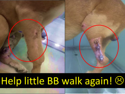 Help little BB walk again !