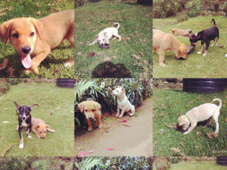 Help KSPCA 'S ABC/ ARV Program For Kodaikanal Dogs