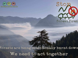 Help Save The Himalayan Forests - Step 2