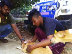 Vaccination Campaign for Dogs