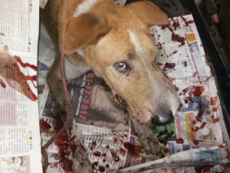 Help us to afford an ambulance to rescue injured dogs in Bangalore