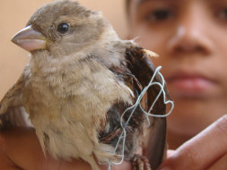 Save Birds Campaign, Uttarayan-2018