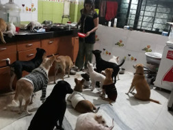 Urgent Caring of Strays