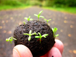 Fund Raiser for Making 5000 Seed Balls With the Help of School Kids