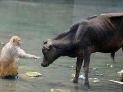 Let Us Save Animals- If Not Now Then Never!