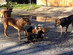 Help Feed The Street Dogs Around Bangalore