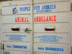Funds required for rescue of animals