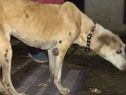 Help Sookie get off the Streets