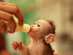 Love All Life - Animals Too