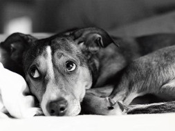Stray Dog/Cat Sterilization campaign