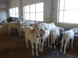 Help undernourished calves & their mothers Gaushala at Vrindavan