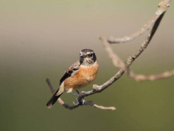 Srividya Bday Fundraiser to educate and train forest guides on birding