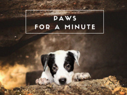 Please Paws for a Minute