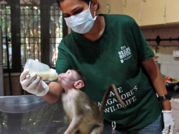 Your Support Can Help Rescue And Save Wildlife In Bengaluru