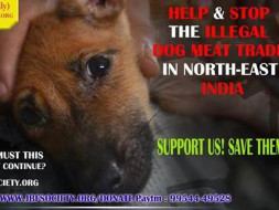 Help Provide The Dog Meat Trade Rescues a Good Life They Deserve