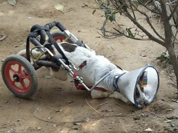 Help Toc Build Separate Units For Special-needs Dogs & Animals.