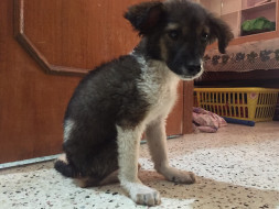 Help Hope Get A Second Chance At Life
