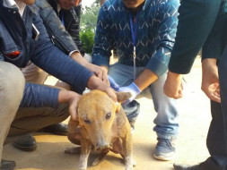 Accident prevention & Rabies control for the street dogs of Guwahati.