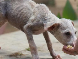 Food for street Dogs