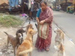 Help Me In Feeding, Treatment & Welfare Of More Than 150 Stray Dogs