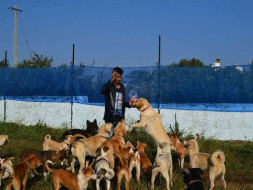 Help Haris Ali build a better shelter for his rescued doggies