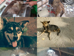 Help Kali/ Vodafone/ Chutney/ Jimmy/ Laila/ Choti Gauri/ Badi Gauri