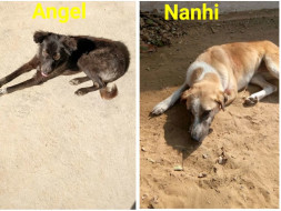 Help Angel And Nanhi To Fly To Their Forever Homes