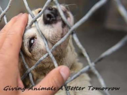 Help Us Rebuilding A Happy Animal Shelter