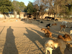 Help speechless furbabies get food and medical care