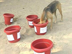 Water For Street Dogs And Other Animals And Birds