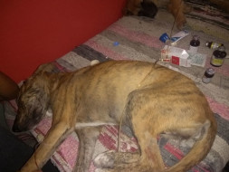 Help Save Angel and Brownie from Parvo Virus