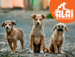 Help ALAI Rescues Get A Permanent Shelter