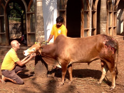 Raja The Bull Is Suffering In Pain From An Acid Attack