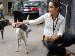 Help Me Build A Room to House Stray Dogs