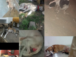Help homeless dogs and cats to get a home....by taking a rented place