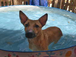 Help these rescued paralyzed dogs and cat