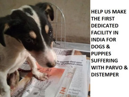 Help Us Make India's First Canine Viral Diseases Treatment Center